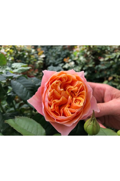 Троянда Вувузела - рожево-помаранчева квітка